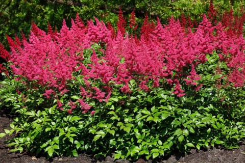 Garden Astilbe (Astilbe arendsii)