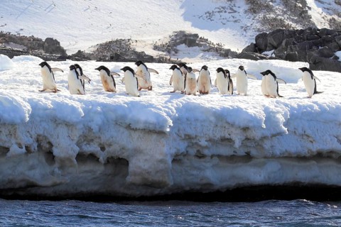 Adelie Penguins (Pygoscelis adeliae)