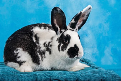 Black and white pinto rabbit