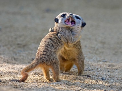 Meerkats (Suricata suricatta)