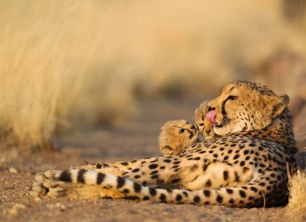 Cheetah (Acinonyx jubatus)