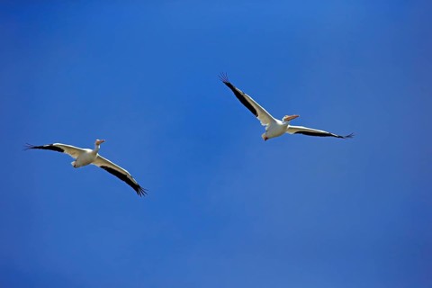 American White Pelican (Pelecanus erythrorhynchos)