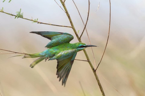Blue-cheeked Bee-eater (Merops persicus)