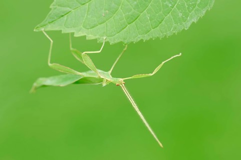 Leaf Insect (Phyllium philippinicum