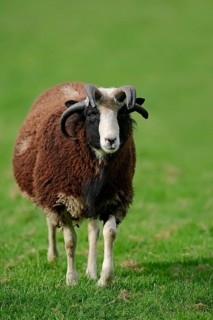 Jacob sheep (Ovis ammon f aries)