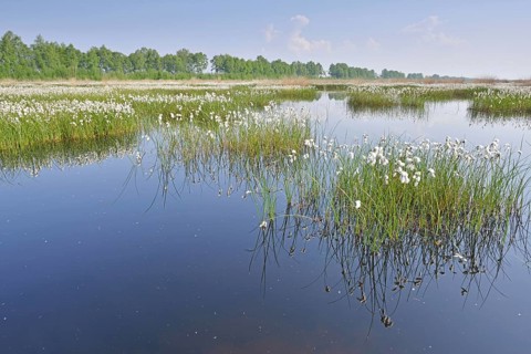 Tall Cottongrass or Common Cottongrass (Eriophorum angustifolium)
