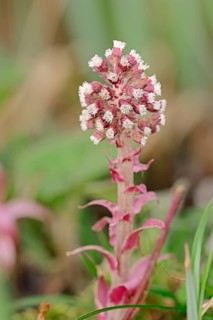 Common Butterbur (Petasites hybridus
