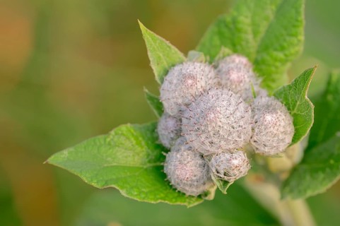 Downy Burdock (Arctium tomentosum)