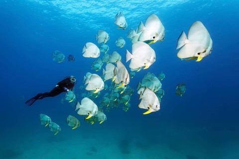 A Diver amongst a shoal of Teira Batfish (Platax teira)
