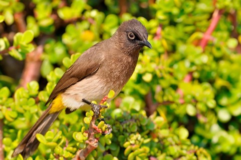 Cape Bulbul (Pycnonotus capensis)
