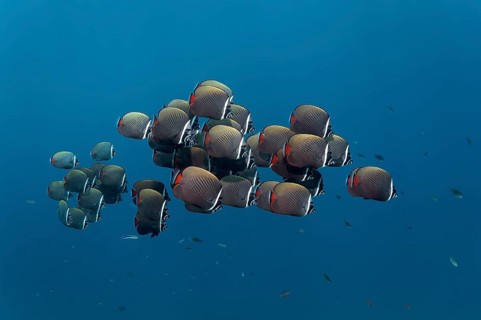 Redtail Butterflyfish (Chaetodon collare)