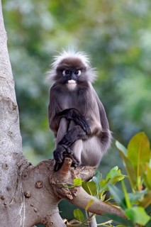 Dusky Leaf Monkey or Spectacled Langur (Trachypithecus obscurus)