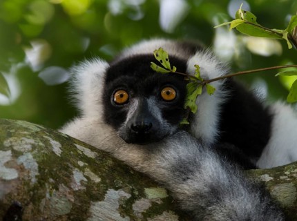 Black-and-white ruffed lemur (Varecia variegata) lies on branch under canopy