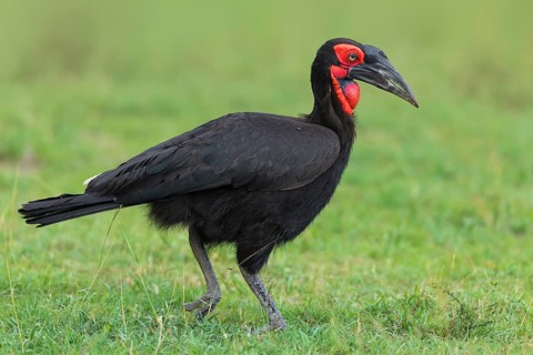 Southern ground hornbill (Bucorvus leadbeateri) walking in grass