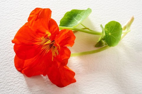 Fresh Nasturtium (Tropaeolum)