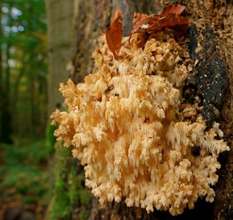 Coral Tooth (Hericium coralloides)