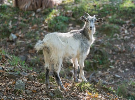 Feral white goat