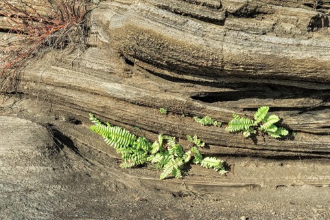 Vegetation growing on lava field