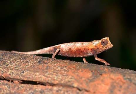 Northern leaf chameleon (Brookesia ebenaui)