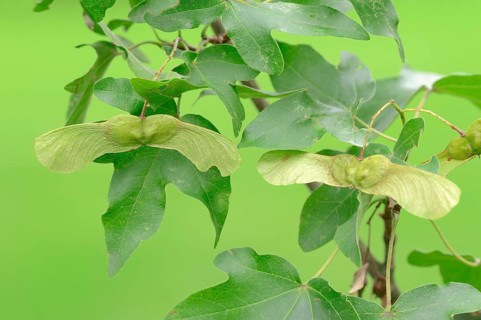 Field Maple (Acer campestre)