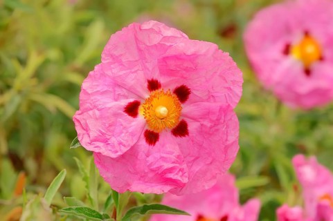 Orchid Rockrose (Cistus x purpureus)