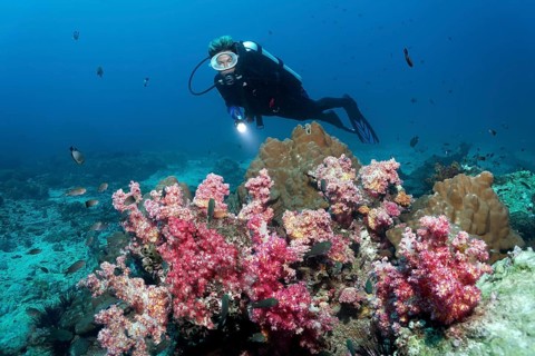 Various soft corals and hard corals