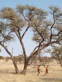 Bushmen in the Kalahari Desert
