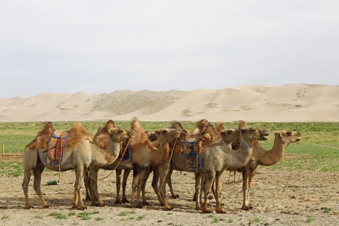 Herd of Bactrian Camels (Camelus ferus) with Mongolian saddles in front of the sand dunes of Khongoryn Els