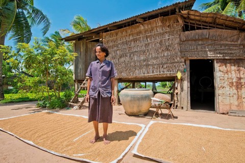 Cambodian farmer standing on the rice that is drying in the sun