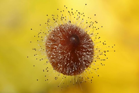 Bonnet Mould (Spinellus fusiger) growing on a Bonnet mushroom (Mycena)