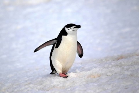 Chinstrap Penguin (Pygoscelis antarctica)