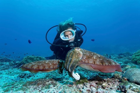 Divers looking at a pair of Broadclub Cuttlefish (Sepia latimanus)