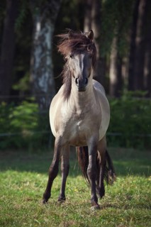 Stallion