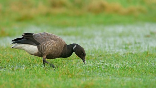 Brant or Brent Goose (Branta bernicla)