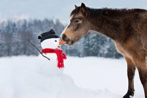 Welsh Mountain Pony eating carrot nose of a snowman