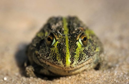 South African Burrowing Frog or African Bullfrog (Pyxicephalus adspersus)