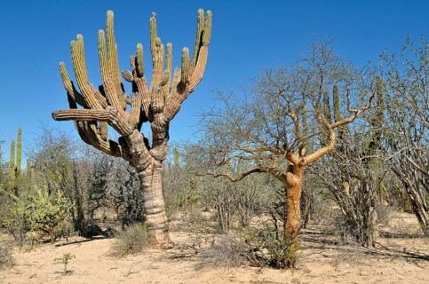Cardon Cactus (Pachycereus pringlei) and Elephant Tree (Bursera microphylla)