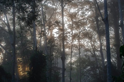 Treetops in the rainforest