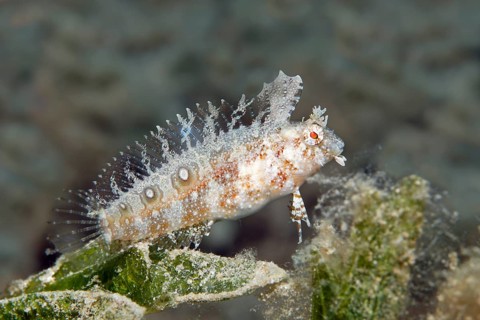 Blenny (Petroscirtes sp.) on seagrass meadow