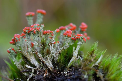Gritty British Soldiers Lichen (Cladonia floerkeana)