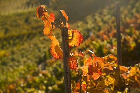 Vineyard in autumn