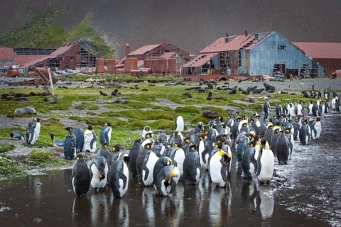 King Penguins (Aptenodytes patagonicus) between the deteriorating buildings of the former whaling station