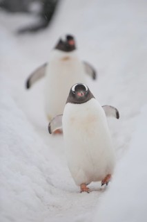Gentoo penguins (Pygoscelis papua)