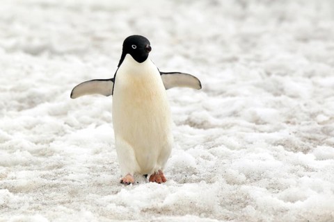 Adelie Penguin (Pygoscelis adeliae)