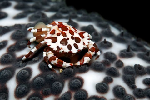 Anemone Crab (Lissocarcinus laevis) carrying its eggs on the abdomen