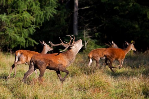 Red Deer (Cervus elaphus)