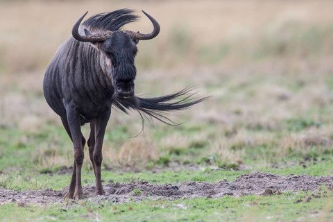 Blue Wildebeest (Connochaetes taurinus)