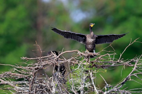 Double-crested Cormorant (Phalacrocorax auritus)