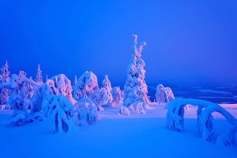 Trees in a snow-covered winter landscape