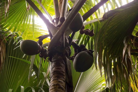 Immature female fruits of the Maldive Coconut or Coco de Mer (Lodoicea maldivica)